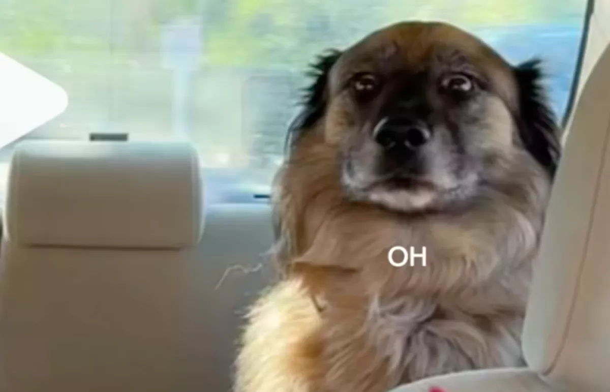 Azt hitte a kutya, kirándulni viszik: aztán rájött az igazságra - Videó