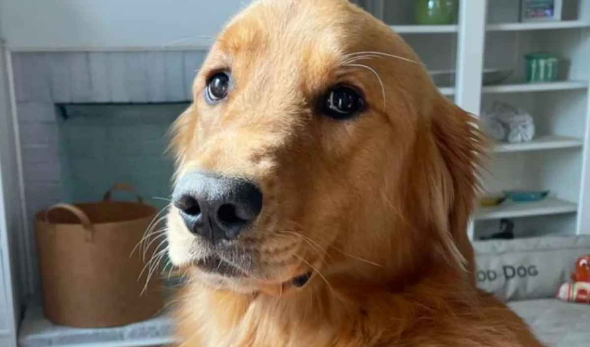 Luxus kutyaágyat kapott a golden retriever: a "köszönetén" pusztul a világ - Videó