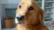 Luxus kutyaágyat kapott a golden retriever: a "köszönetén" pusztul a világ - Videó