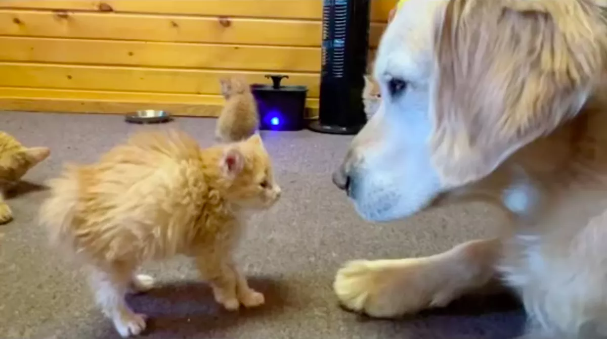 Nyolc kiscicával találkozott a golden retriever: megolvadnak a szívek, ami történt - Videó