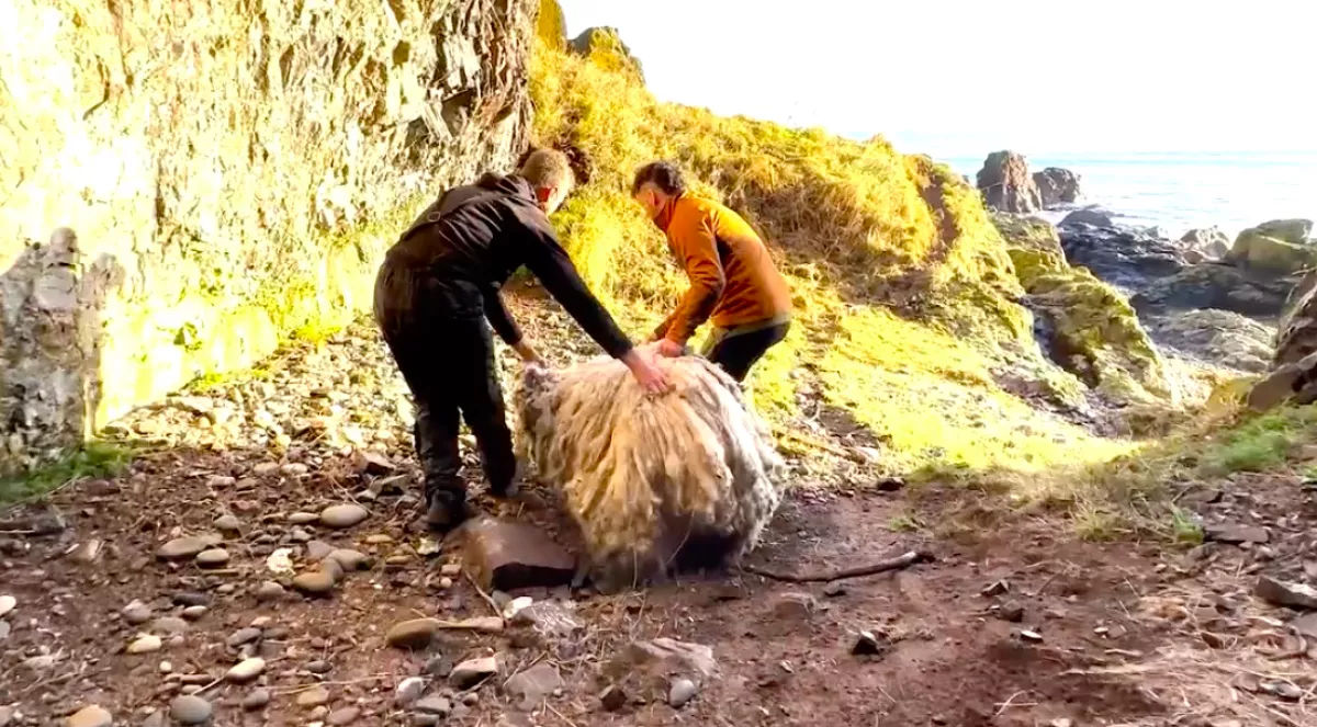 Két évig élt egyedül egy sziklán a birka: ami ezután történt, megdöbbentő - Videó