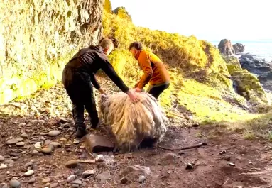 Két évig élt egyedül egy sziklán a birka: ami ezután történt, megdöbbentő - Videó