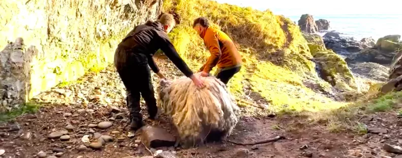 Két évig élt egyedül egy sziklán a birka: ami ezután történt, megdöbbentő - Videó