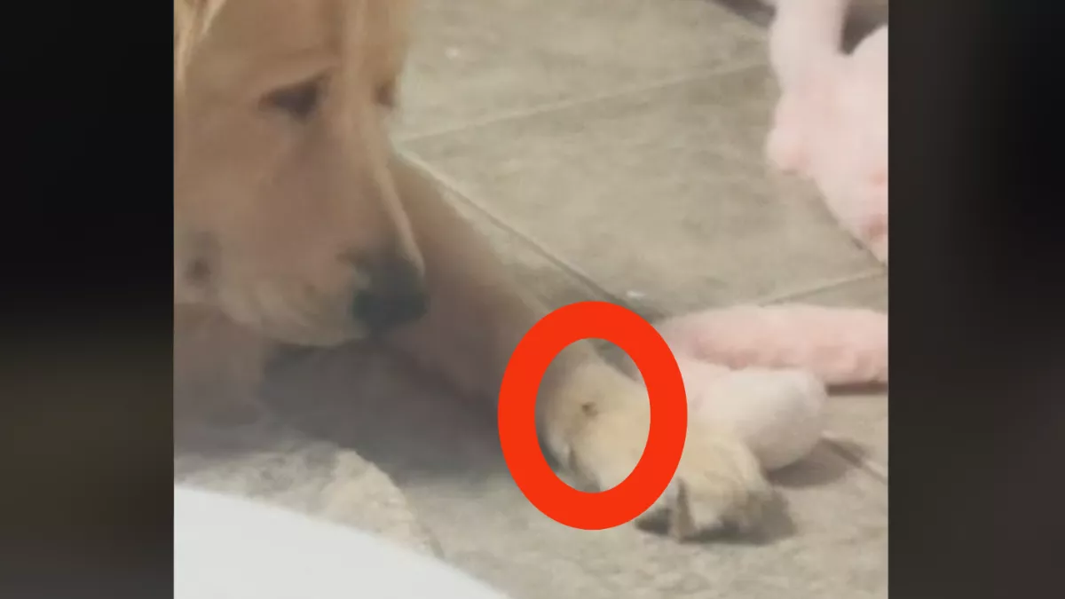 Egy légy szállt a golden retriever mancsára: milliókat bűvöl el, hogy kezeli - Videó
