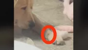 Egy légy szállt a golden retriever mancsára: milliókat bűvöl el, hogy kezeli - Videó