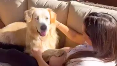 Először érezte meg a kutyus a babát gazdija pocakjában: a reakciója elbűvöli a világot - Videó