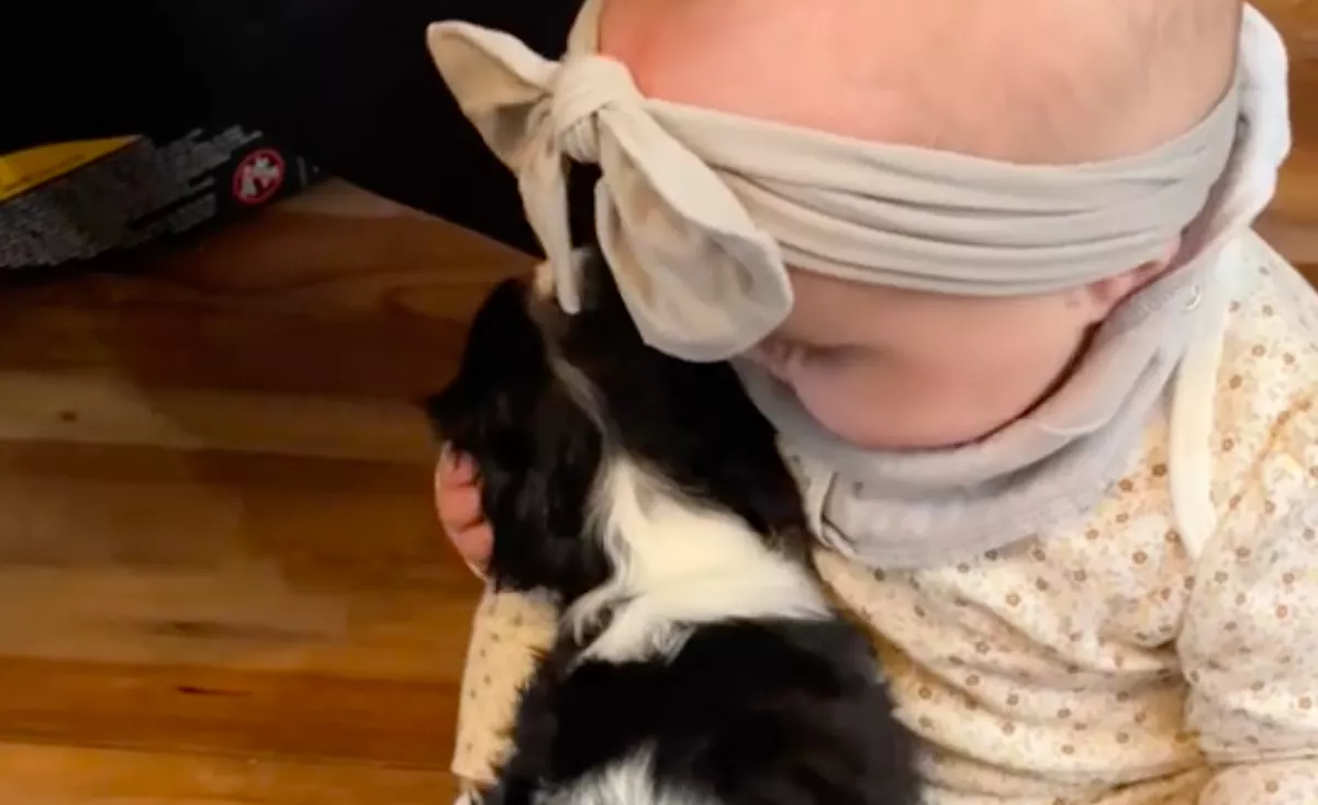 A kiskutya találkozik a babával: ami ezután történt, milliók szívét olvasztja meg - Videó