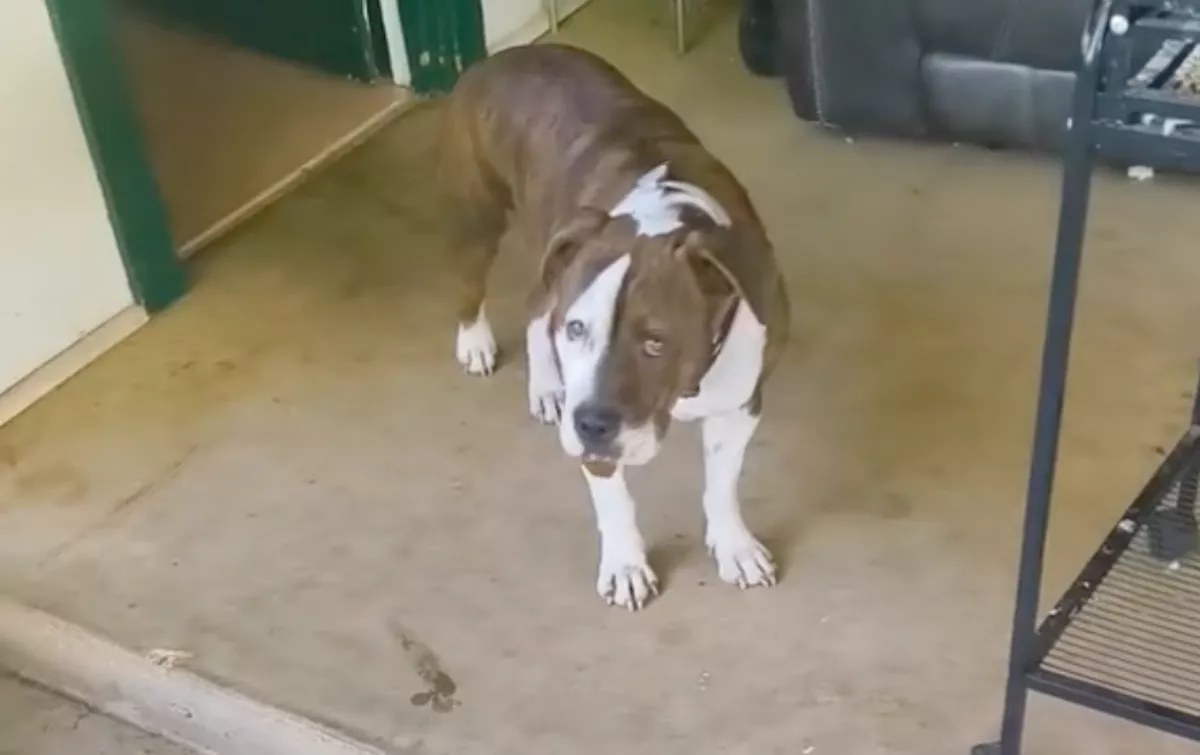 Meglátta a férfi, mit hozott haza a pitbullja és leesett az álla - Videó