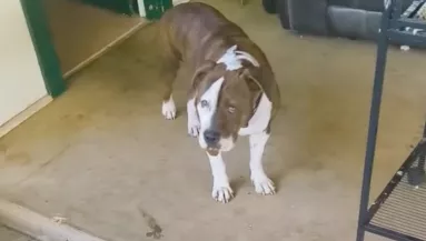 Meglátta a férfi, mit hozott haza a pitbullja és leesett az álla - Videó