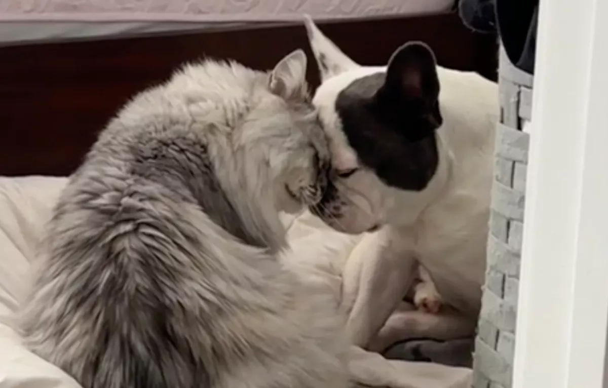 Ölelkezés közben kapta rajta a nő a kutyát és a cicát: amit ezután tettek, könnyeket csal a szemedbe - Videó