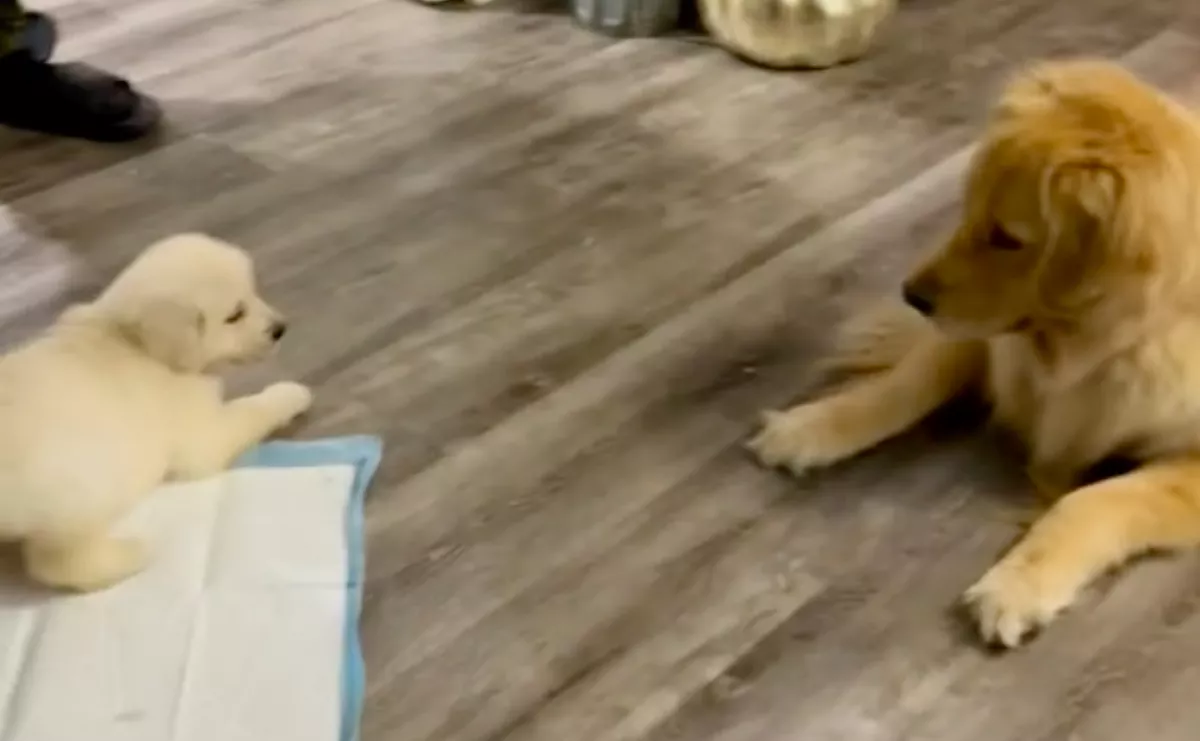Kölyökkutyával találkozott a golden retriever: ami ezután történt, megolvasztja a szíveket - Videó