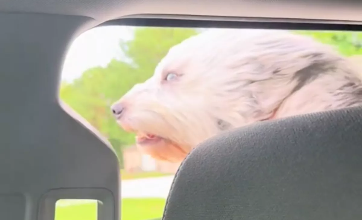 Évekig élt egy sötét ketrecben: így élvezi a kutya a szabadság első pillanatait - Videó