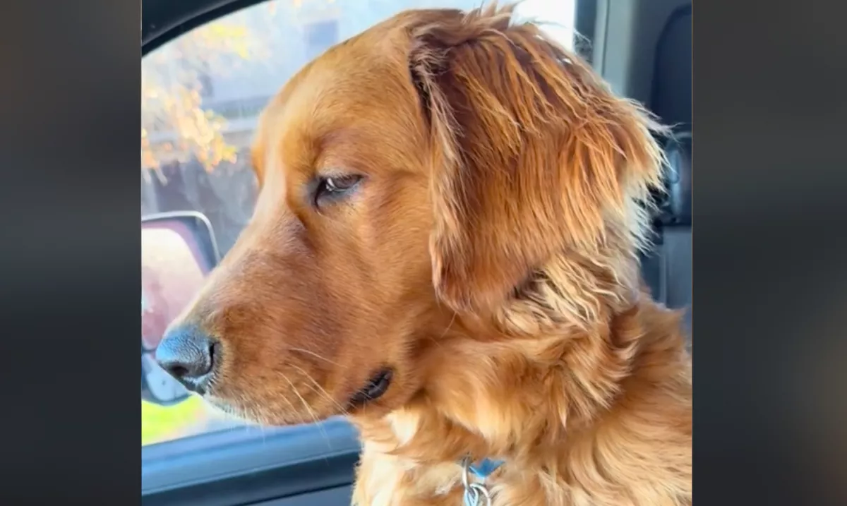 A jégkásáján töprengett a férfi: a kutyájára nézve azonban mindenre rájött - Videó