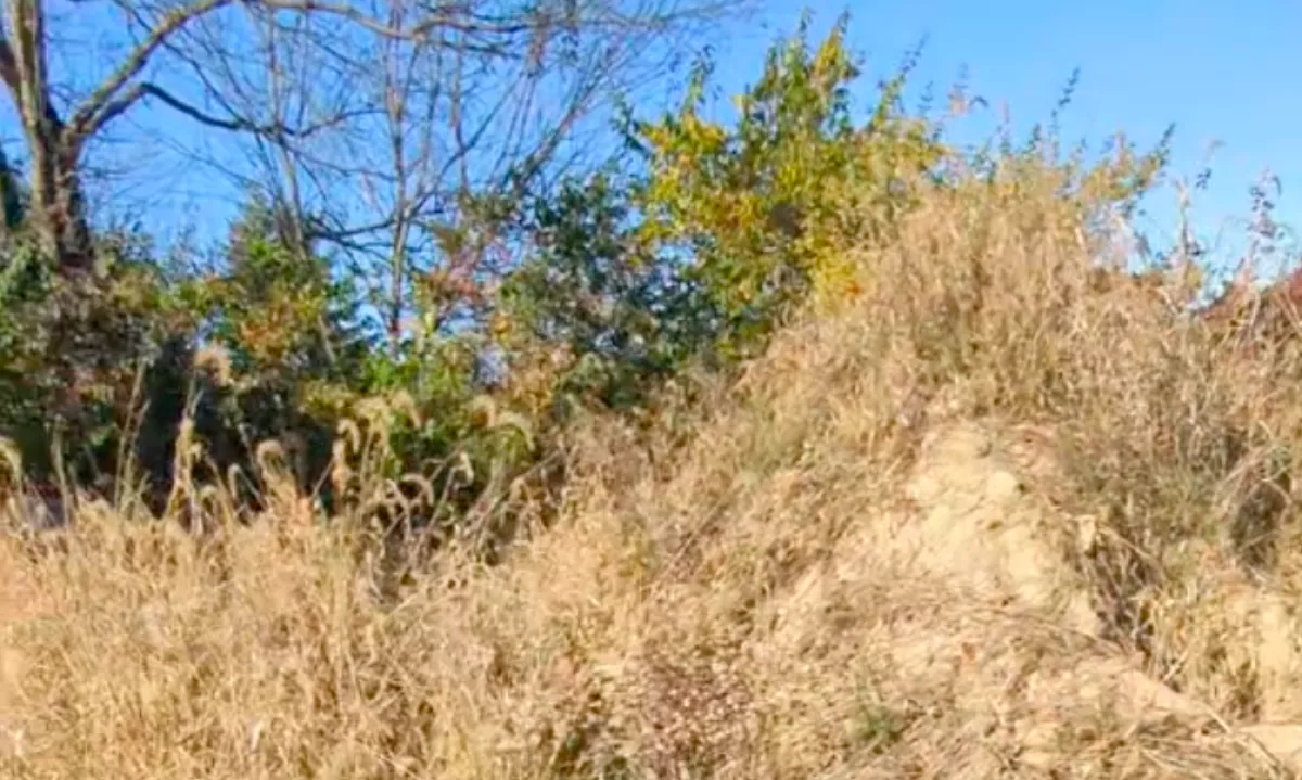 Vett egy telket egy apró dombbal: amikor a nő rájött, mi az, sokkot kapott - Videó