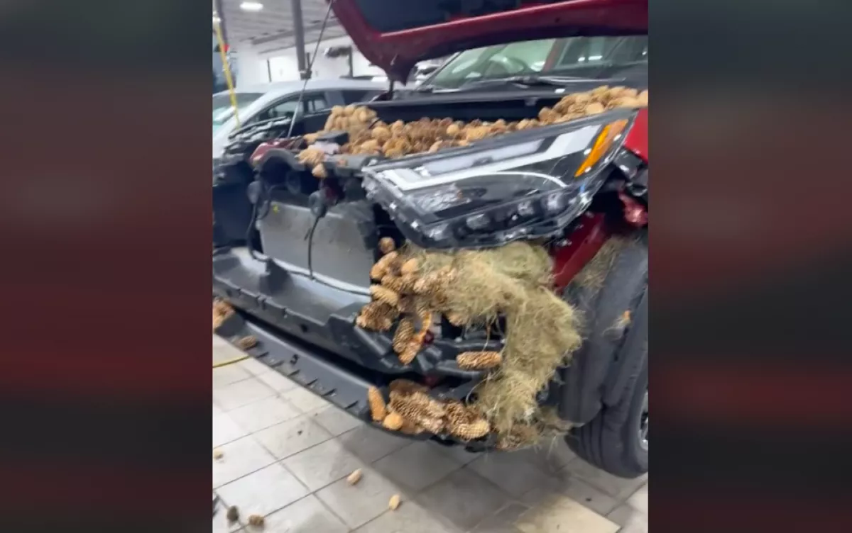 Kinyitotta a férfi a kocsija motorháztetejét: sokkolta, amit ott látott - Videó