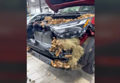 Kinyitotta a férfi a kocsija motorháztetejét: sokkolta, amit ott látott - Videó