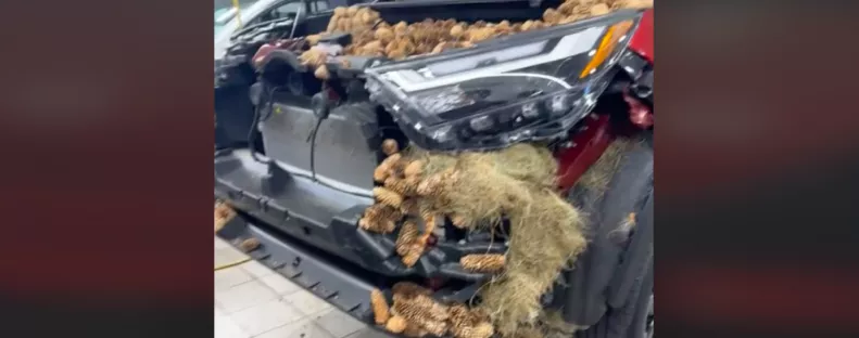 Kinyitotta a férfi a kocsija motorháztetejét: sokkolta, amit ott látott - Videó