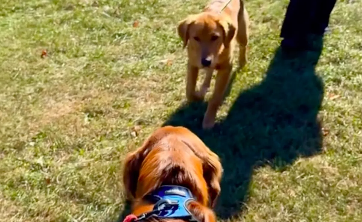 Először találkoznak a golden retrieverek kölykökkoruk óta: a reakciójuk szíveket olvaszt - Videó