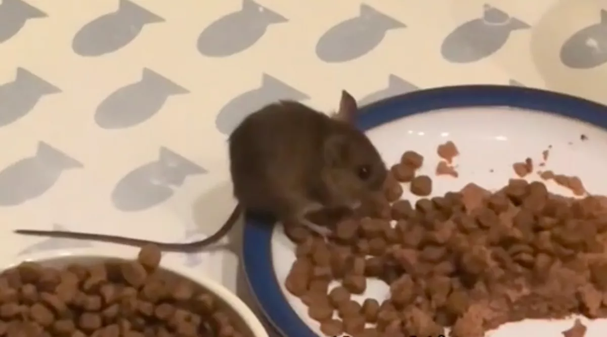 Élő egeret visz haza a macska: a gazdi sem hiszi el, ami ezután történik - Videó