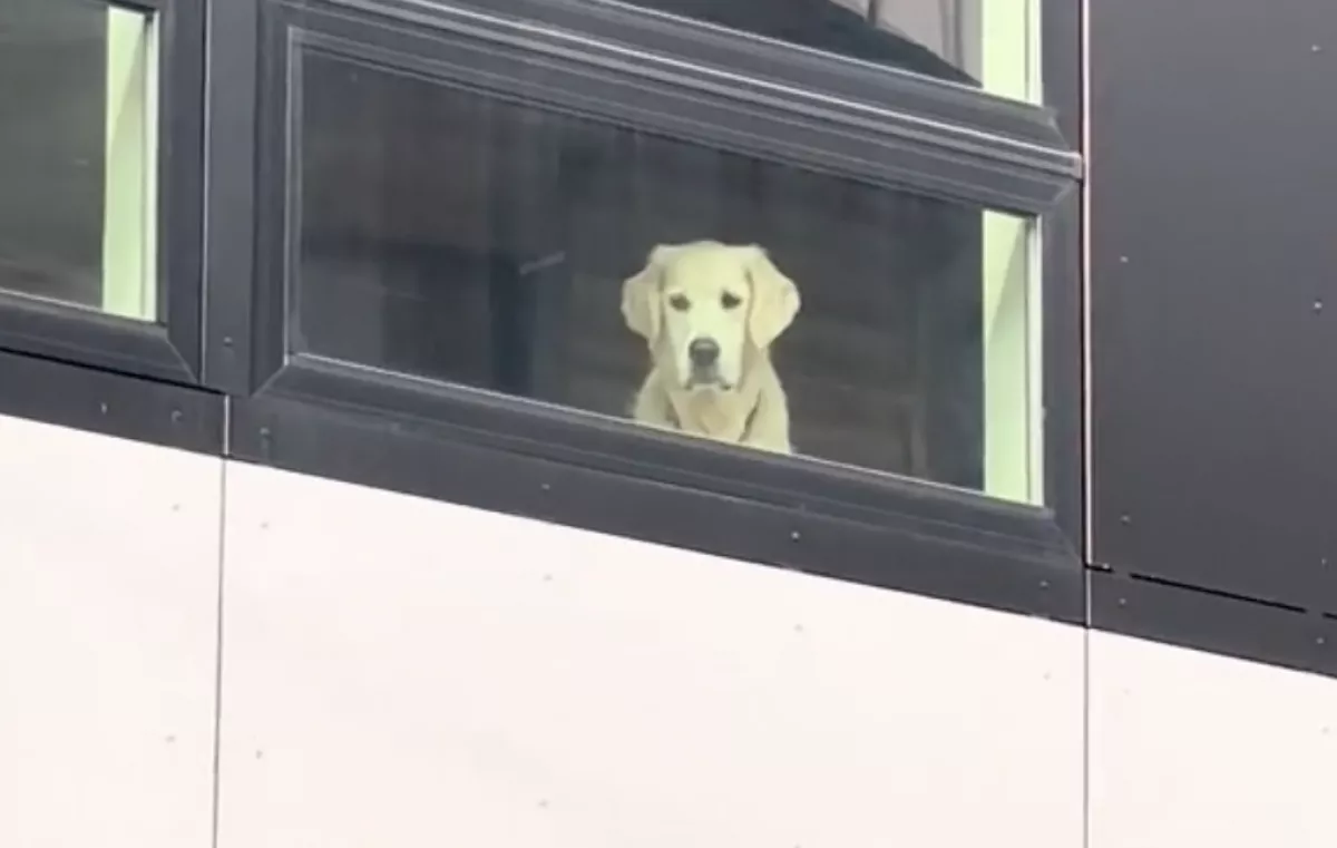 Szomorúan néz ki a golden retriever az ablakon: az oka milliókat üt szíven - Videó