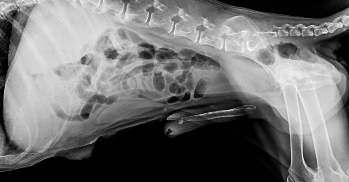 Örökbefogadott egy kutyát a férfi: 4 évvel később egy röntgenen derült ki a borzalom