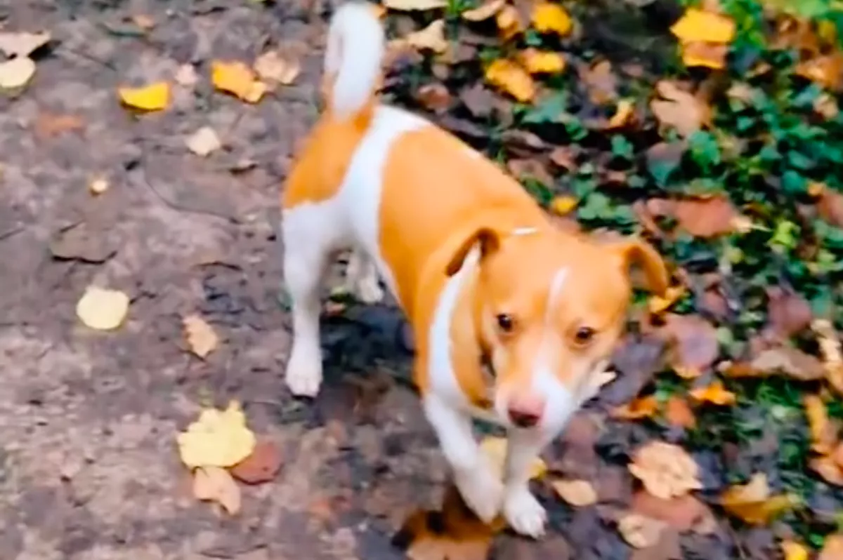 Hirtelen merevedett meg a kiskutya: az okán sokan nevetnek - Videó