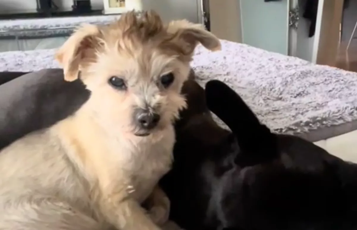 Egy öreg yorkit vitt haza a pitbulljának a nő: mi ezután történt, senkit nem hagy hidegen - Videó