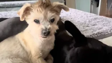 Egy öreg yorkit vitt haza a pitbulljának a nő: mi ezután történt, senkit nem hagy hidegen - Videó