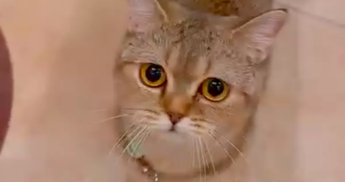 Meg akarja etetni a macskáját a bombázó: ami ezután történik, azon tízmilliók pusztulnak - Videó