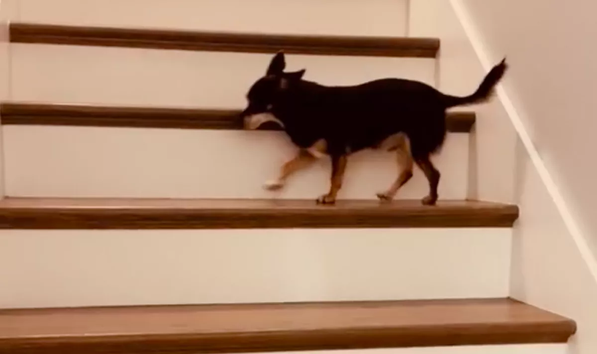 Kétségbeesett a csivava a magas lépcsőtől: hogy hogy jutott fel, sokakat szórakoztat - Videó