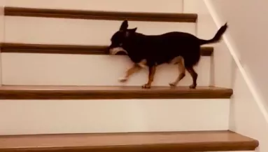 Kétségbeesett a csivava a magas lépcsőtől: hogy hogy jutott fel, sokakat szórakoztat - Videó