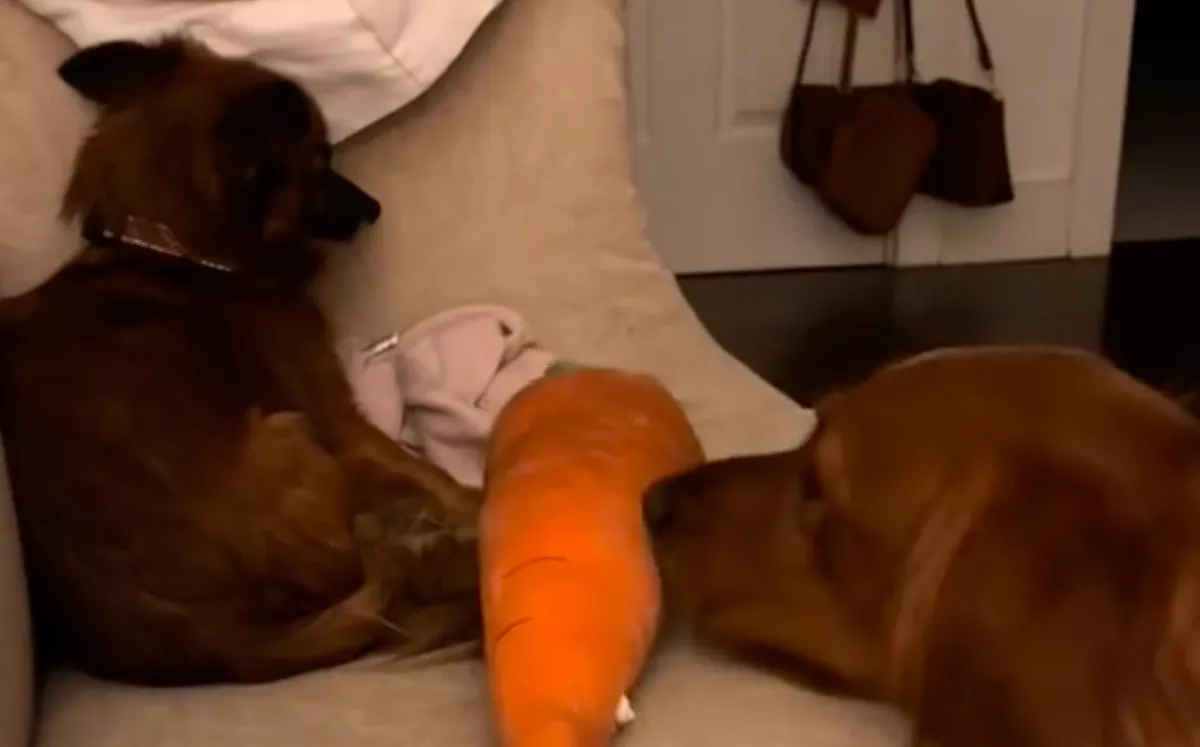 Reszket a kutyus a megmentése után: a golden retriever reakciója milliókat üt szíven - Videó