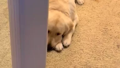 Szomorúan nézi a kutya, hogy a gazdája a bőröndbe pakol: aztán szívmelengető dolog történik - Videó