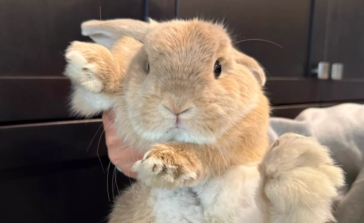 Szembekerül a nyúllal a golden retriever: ami ezután történik, sokakat elragad - Videó 