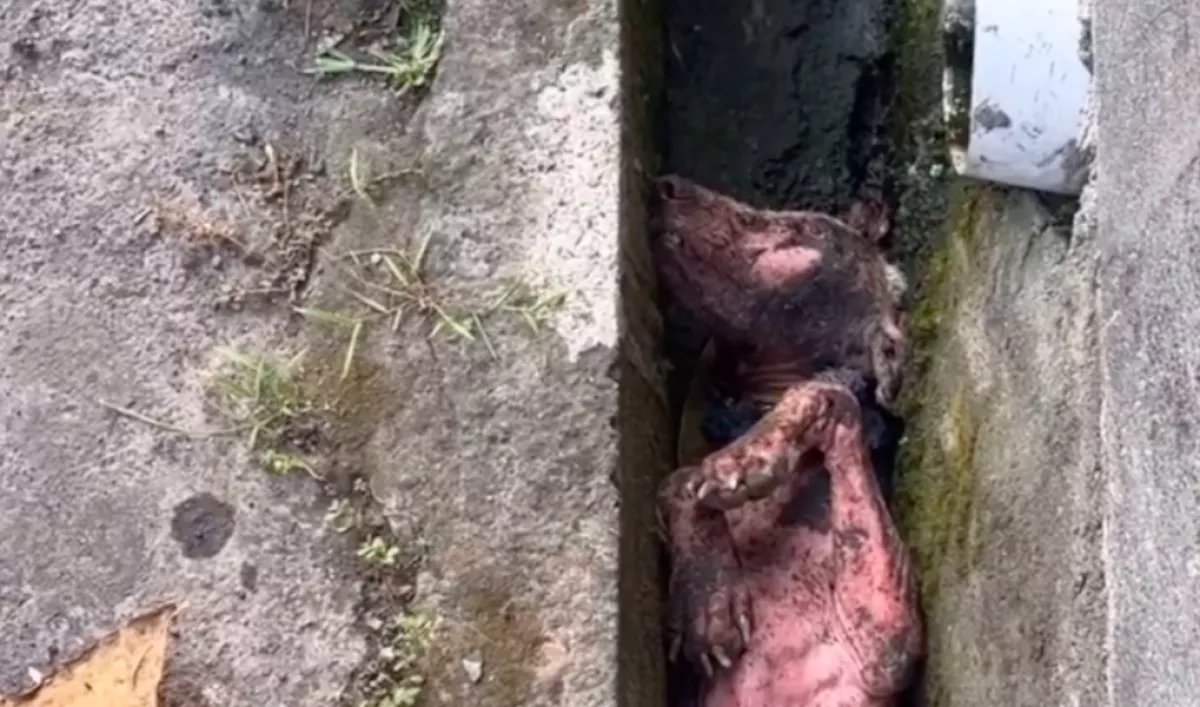 Félholt kutyát mentett ki a nő a csatornából: ami ezután történt, szíveket tör össze - Videó