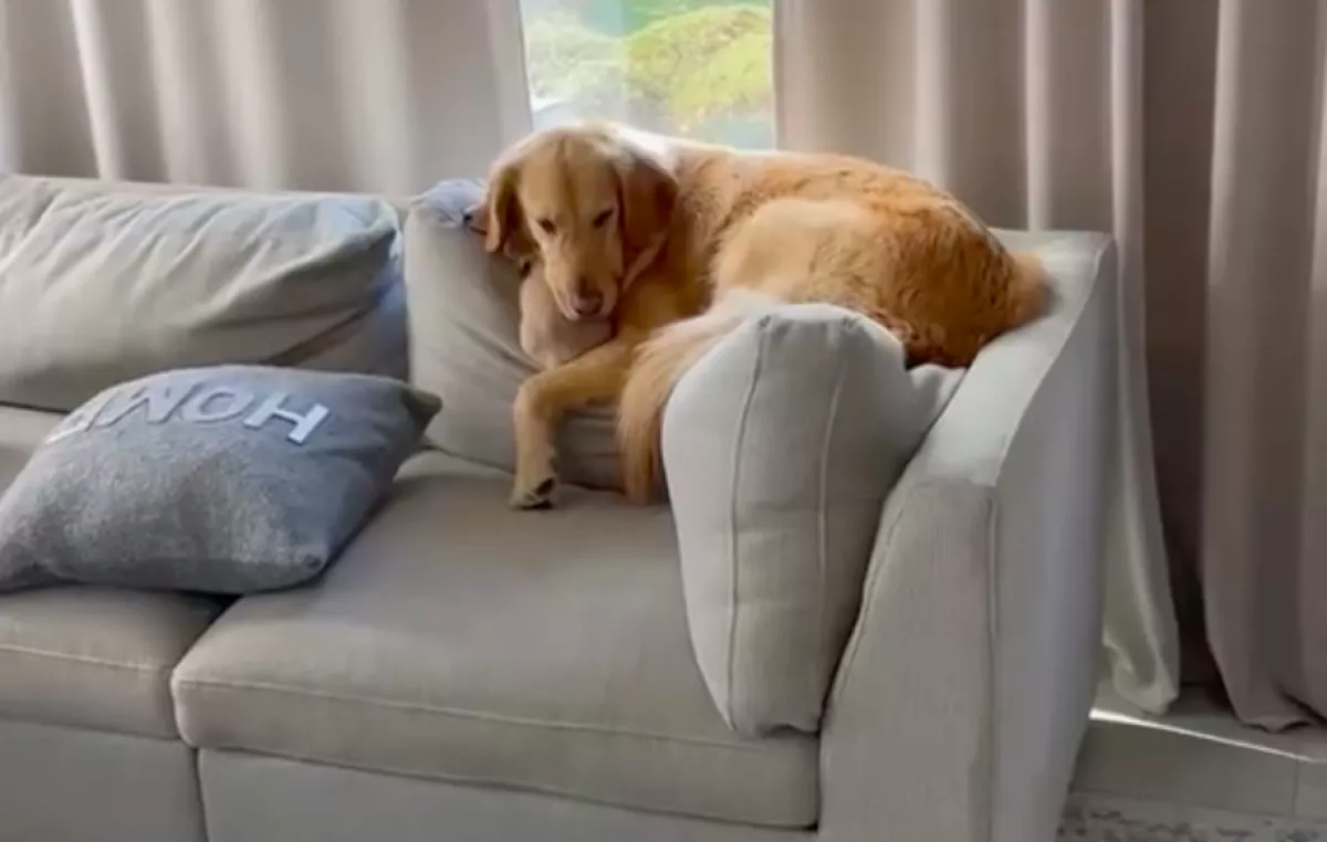 A mini tacskóját keresi a nő: amikor ránéz a golden retrieverére, mindenre rájön - Videó