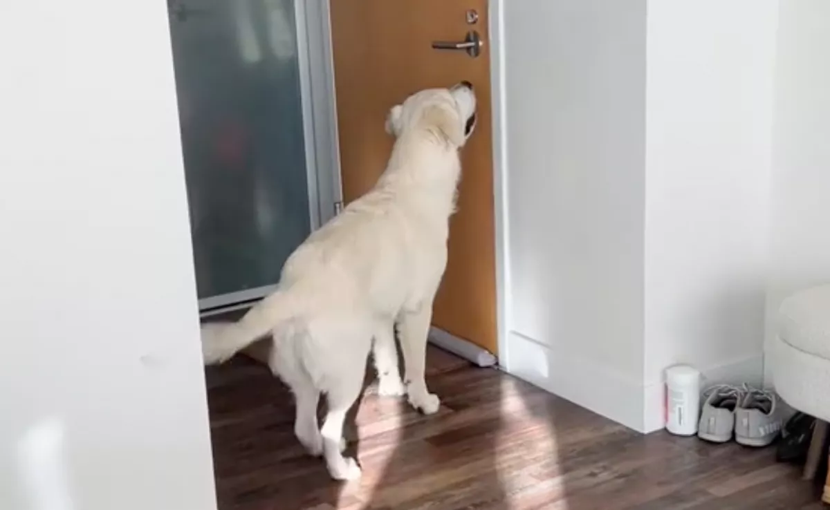 Amit ez a fiatal golden retriever minden nap ugyanabban az időben csinál, könnyeket csal a gazdái szemébe - Videó