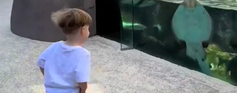 A fiát filmezte az állatkertben: amikor meglátta, mit csinál egy rája, elakadt a szava - Videó