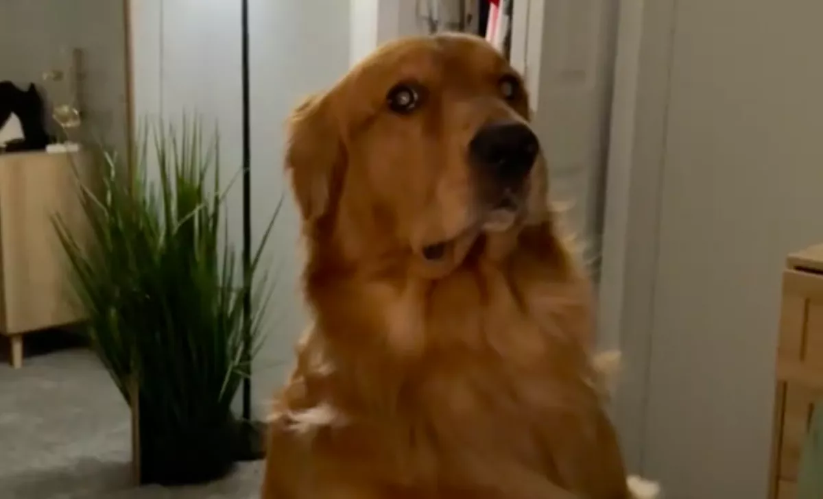 Direkt idegesíti a kutya a gazdit: amikor a nő kimondja ezt a nevet, azonnal lefagy - Videó 