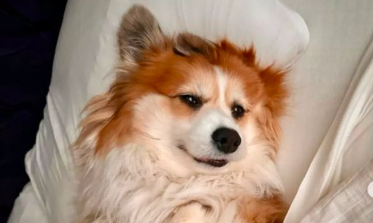 Adventi naptárat kapott a corgi: a reakciója mindenkit elvarázsol - Videó