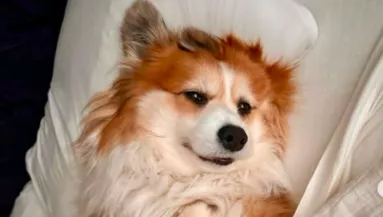 Adventi naptárat kapott a corgi: a reakciója mindenkit elvarázsol - Videó