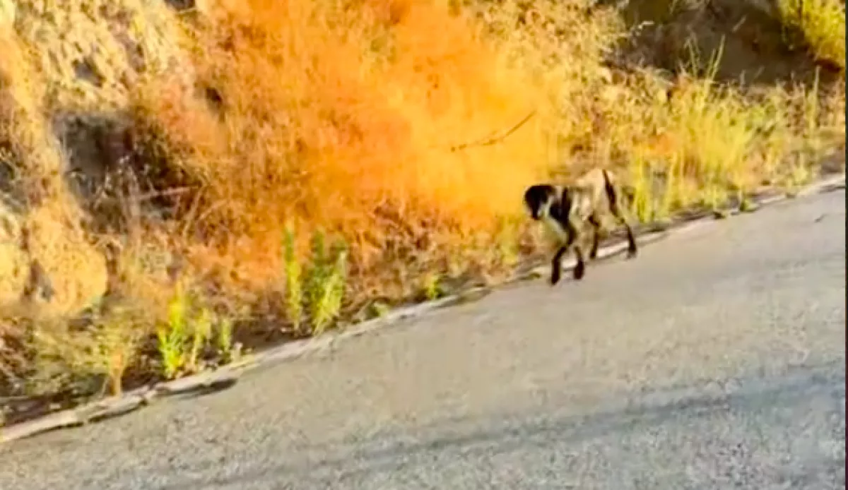 Nem hitte el a kerékpáros, hogy ki szalad el mellette - Videó