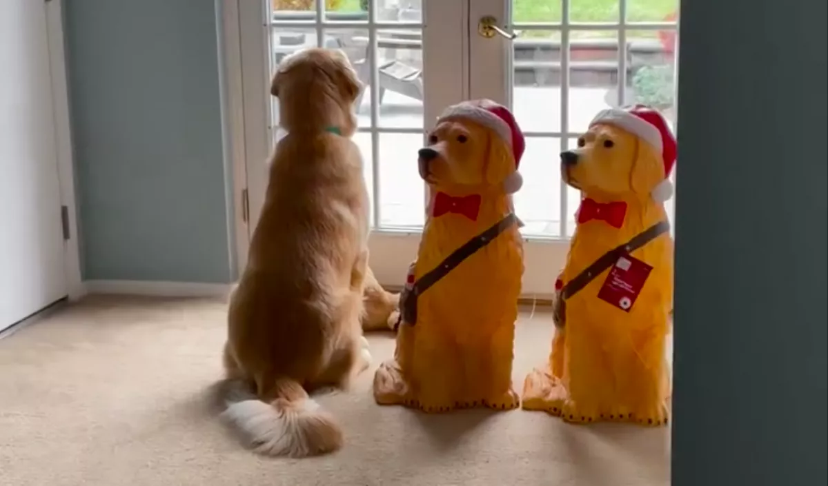 Beültette a nő a golden retriever a kutya bábuk mellé: a reakcióján pusztul a világ - Videó