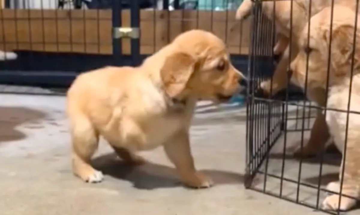 Fogyatékkal született a golden retriever: szívszorító, hogyan boldogul - Videó