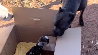 Árván maradt kecskegidát mentett meg a család: a süket pitbull reakciójára senki nem számított - Videó