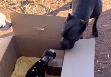 Árván maradt kecskegidát mentett meg a család: a süket pitbull reakciójára senki nem számított - Videó