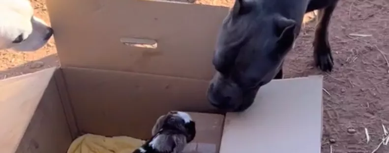 Árván maradt kecskegidát mentett meg a család: a süket pitbull reakciójára senki nem számított - Videó