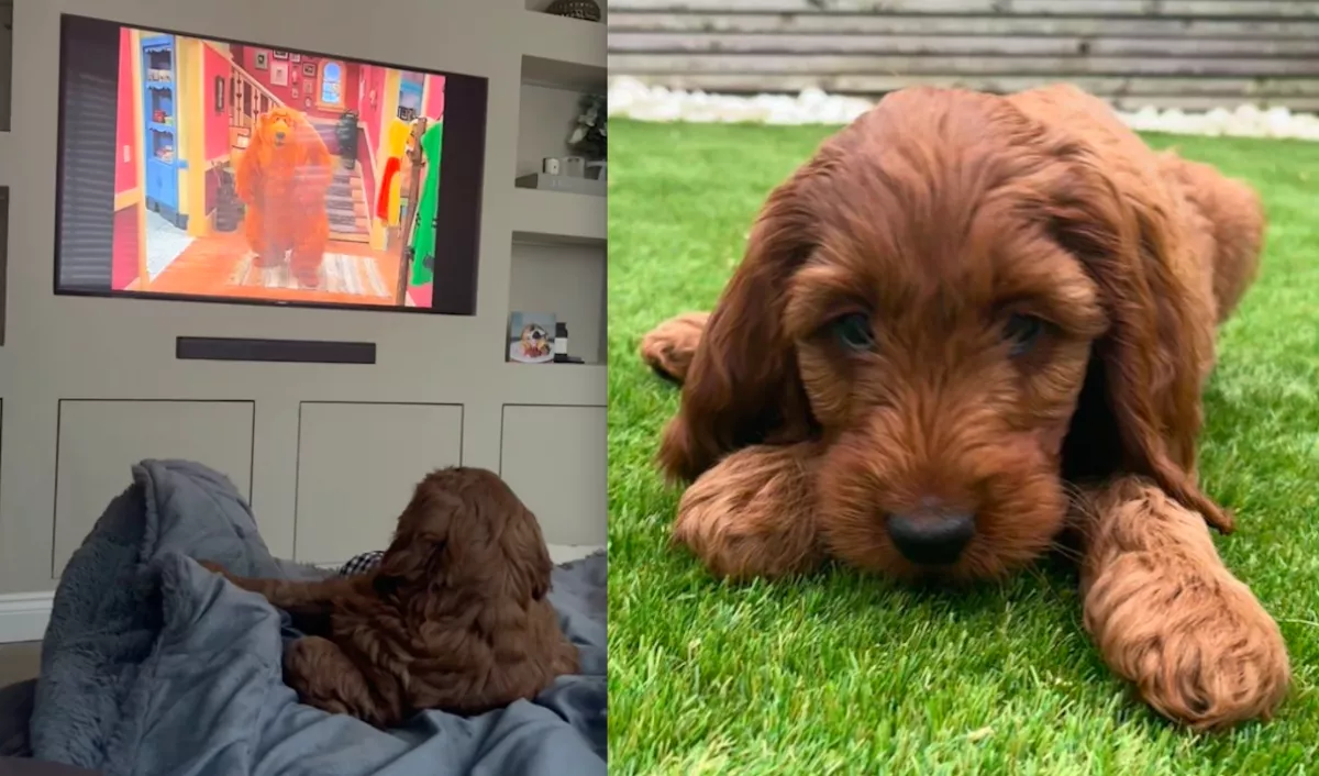 Megbabonázva nézi a kiskutya a mesét a tévében: ami ezután történik, azon milliók nevetnek - Videó