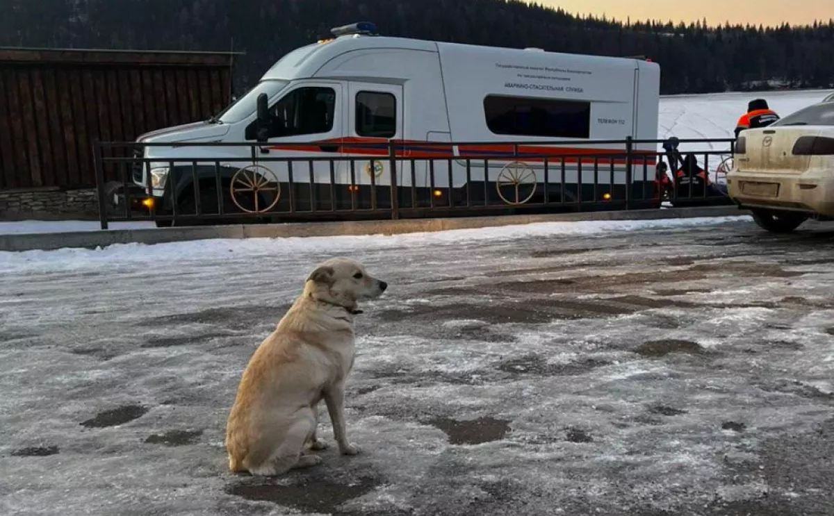 Négy napig várt a kutya: amikor rájött, nem jön vissza a gazdi, szívszorító dolog történt - Fotók