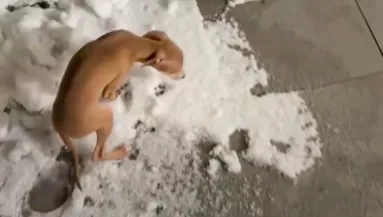 Először ült le a hóban a kiskutya: a reakciója olyan édes, mint a cukor - Videó
